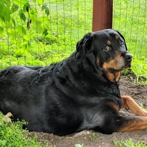 Meet your Posher, Bill